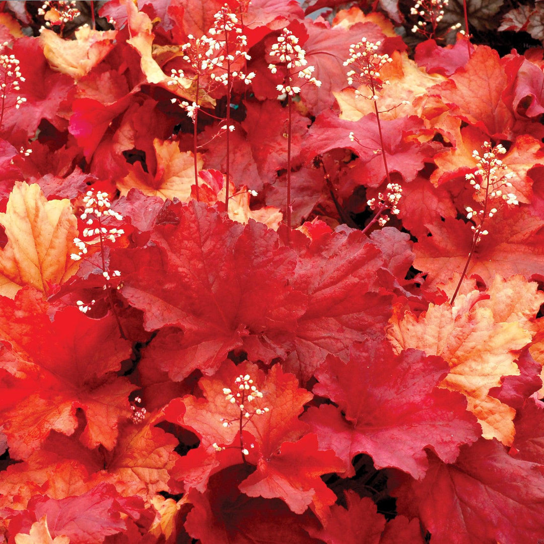 Heuchera 'Rio' ~ CITY™ Rio Heuchera-ServeScape