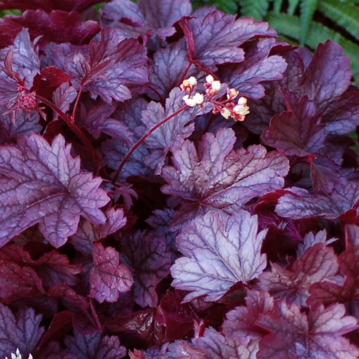 Heuchera x 'Shanghai' ~ CITY™ Shanghai Heuchera-ServeScape