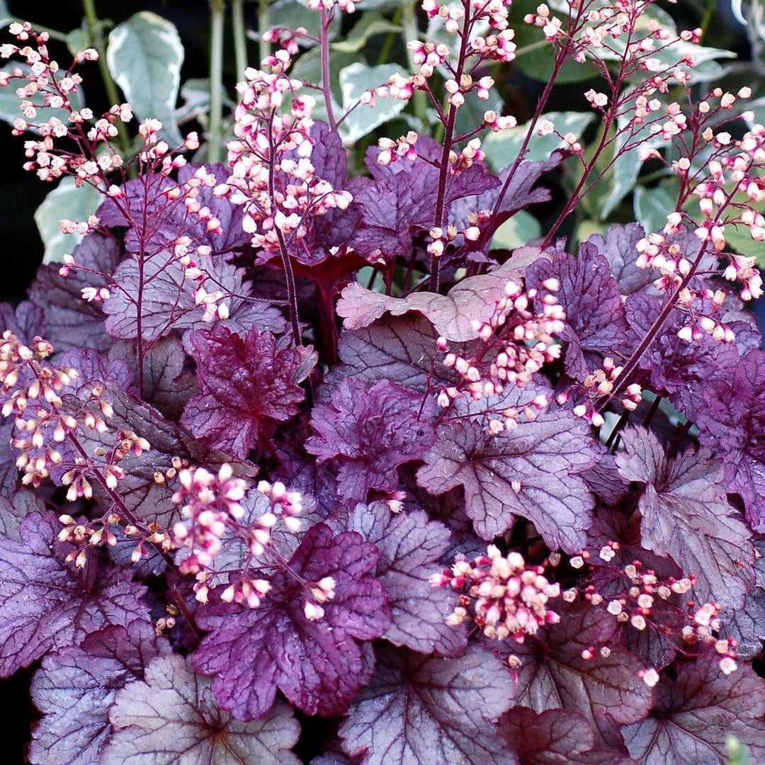 Heuchera x 'Shanghai' ~ CITY™ Shanghai Heuchera-ServeScape