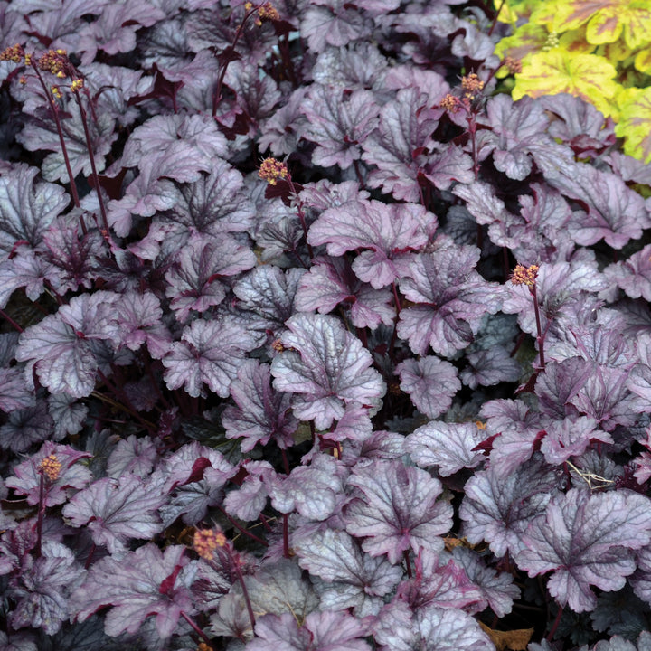 Heuchera x 'Shanghai' ~ CITY™ Shanghai Heuchera-ServeScape