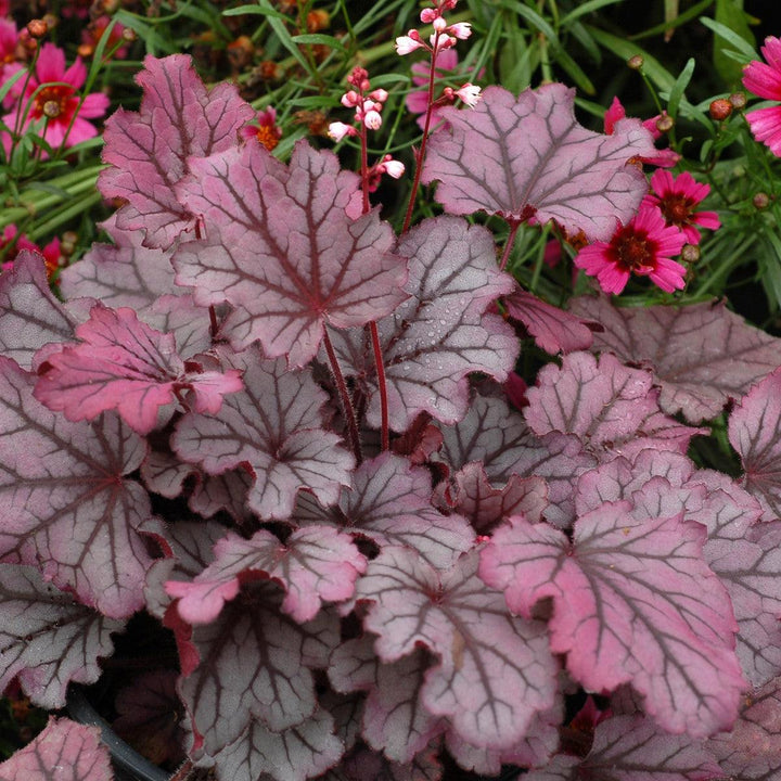 Heuchera x 'Sugar Berry' ~ Little Cuties™ Sugar Berry Heuchera-ServeScape