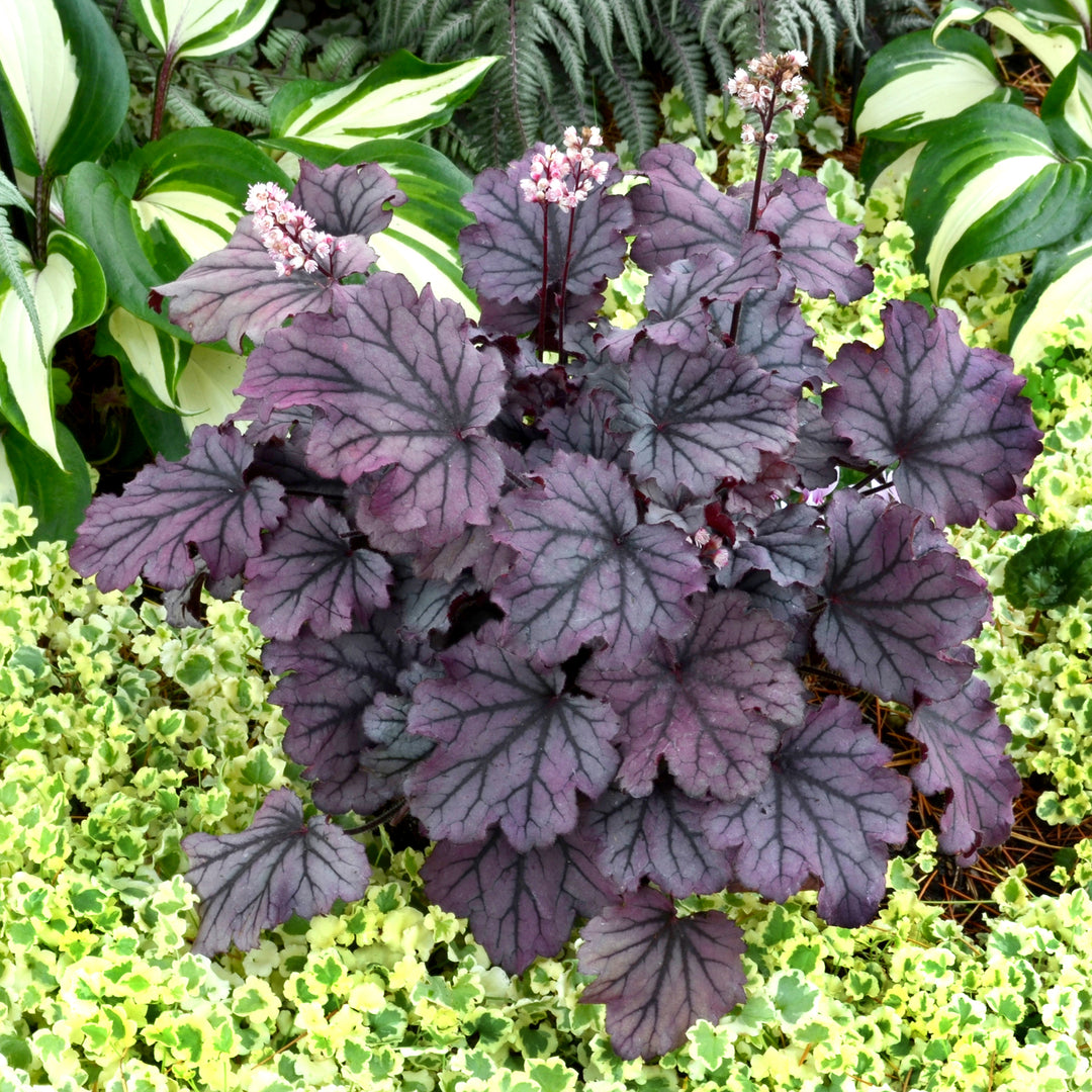 Heuchera x 'Sugar Berry' ~ Little Cuties™ Sugar Berry Heuchera-ServeScape