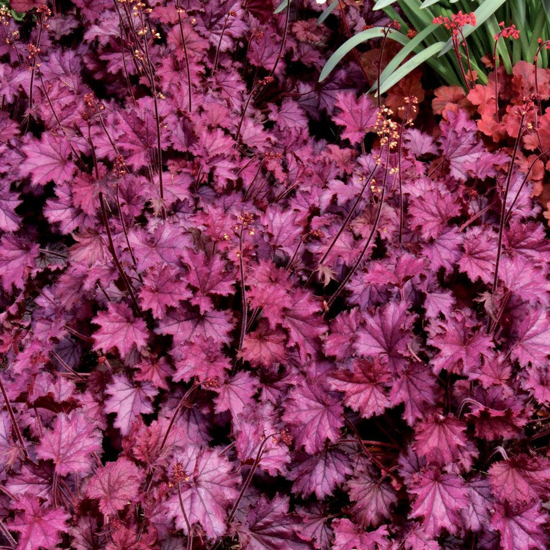 Heuchera x 'Sugar Berry' ~ Little Cuties™ Sugar Berry Heuchera-ServeScape