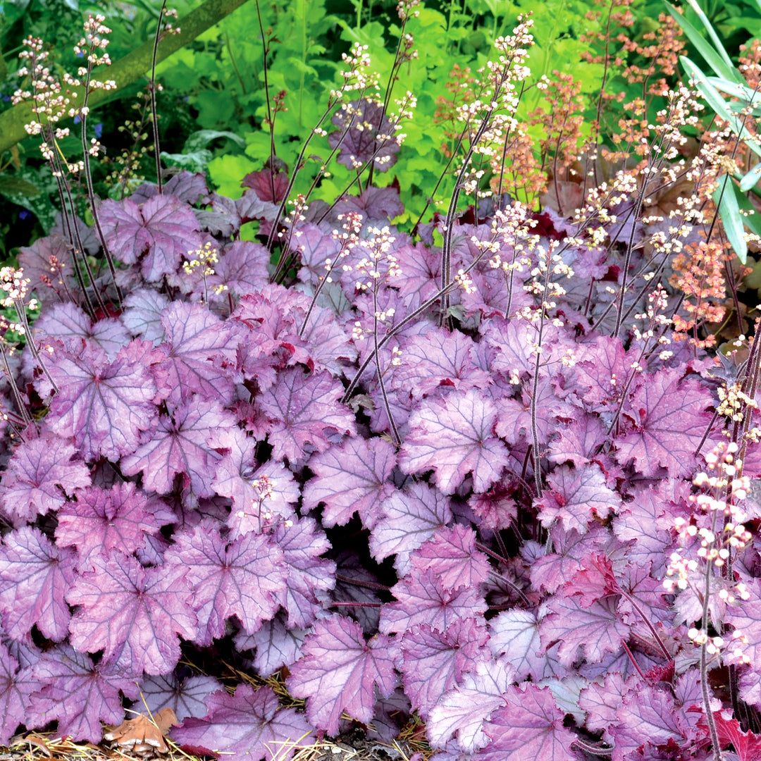 Heuchera x 'Sugar Berry' ~ Little Cuties™ Sugar Berry Heuchera-ServeScape