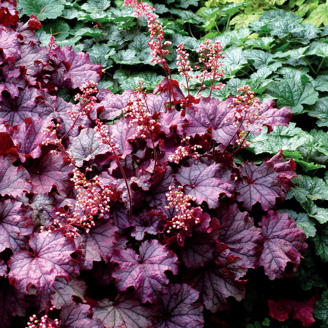 Heuchera x 'Sugar Berry' ~ Little Cuties™ Sugar Berry Heuchera-ServeScape