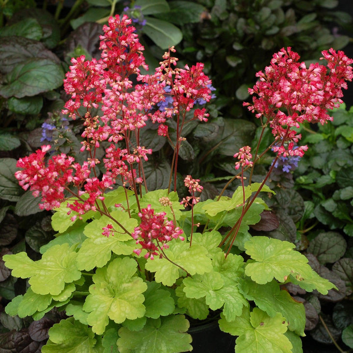 Heuchera x 'Sweet Tart' ~ Little Cuties™ Sweet Tart Heuchera-ServeScape