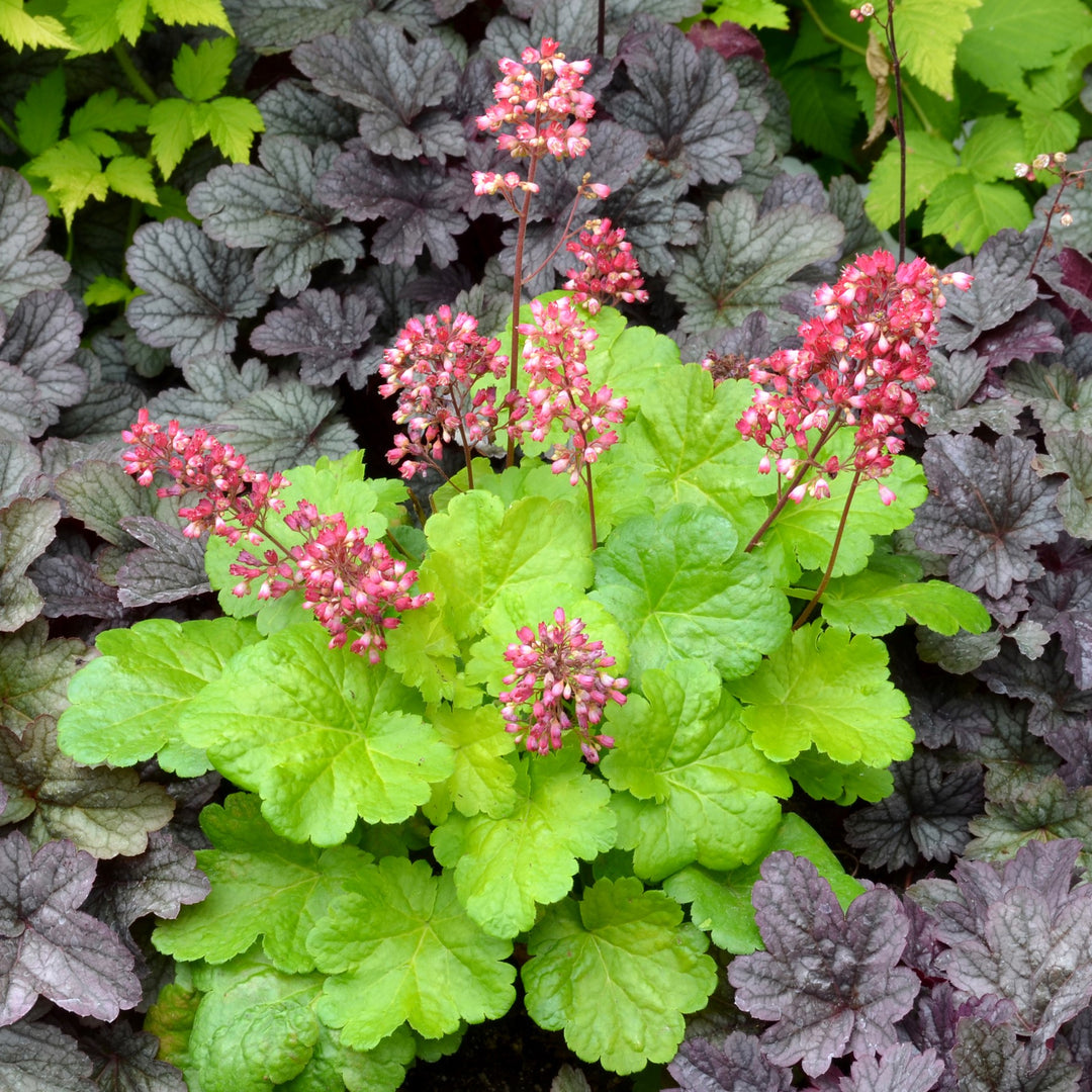 Heuchera x 'Sweet Tart' ~ Little Cuties™ Sweet Tart Heuchera-ServeScape