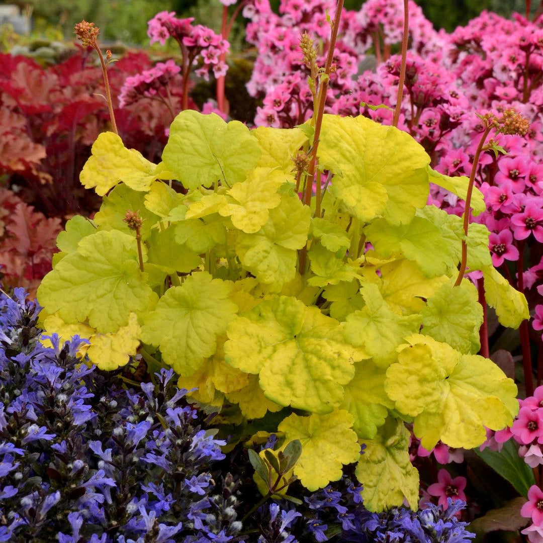 Heuchera x 'Sweet Tart' ~ Little Cuties™ Sweet Tart Heuchera-ServeScape