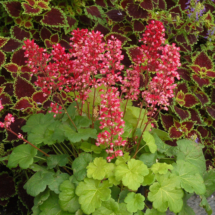 Heuchera x 'Sweet Tart' ~ Little Cuties™ Sweet Tart Heuchera-ServeScape