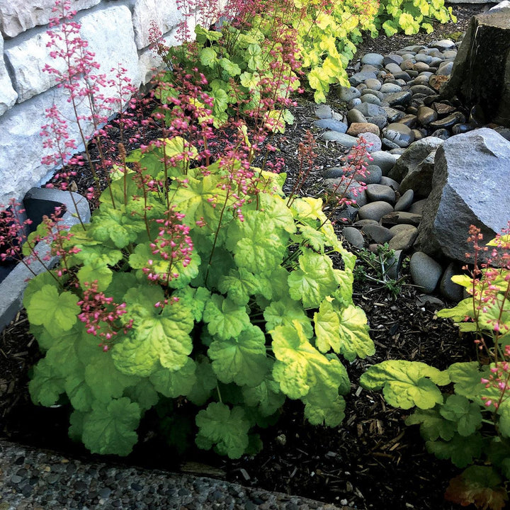 Heuchera x 'Sweet Tart' ~ Little Cuties™ Sweet Tart Heuchera-ServeScape