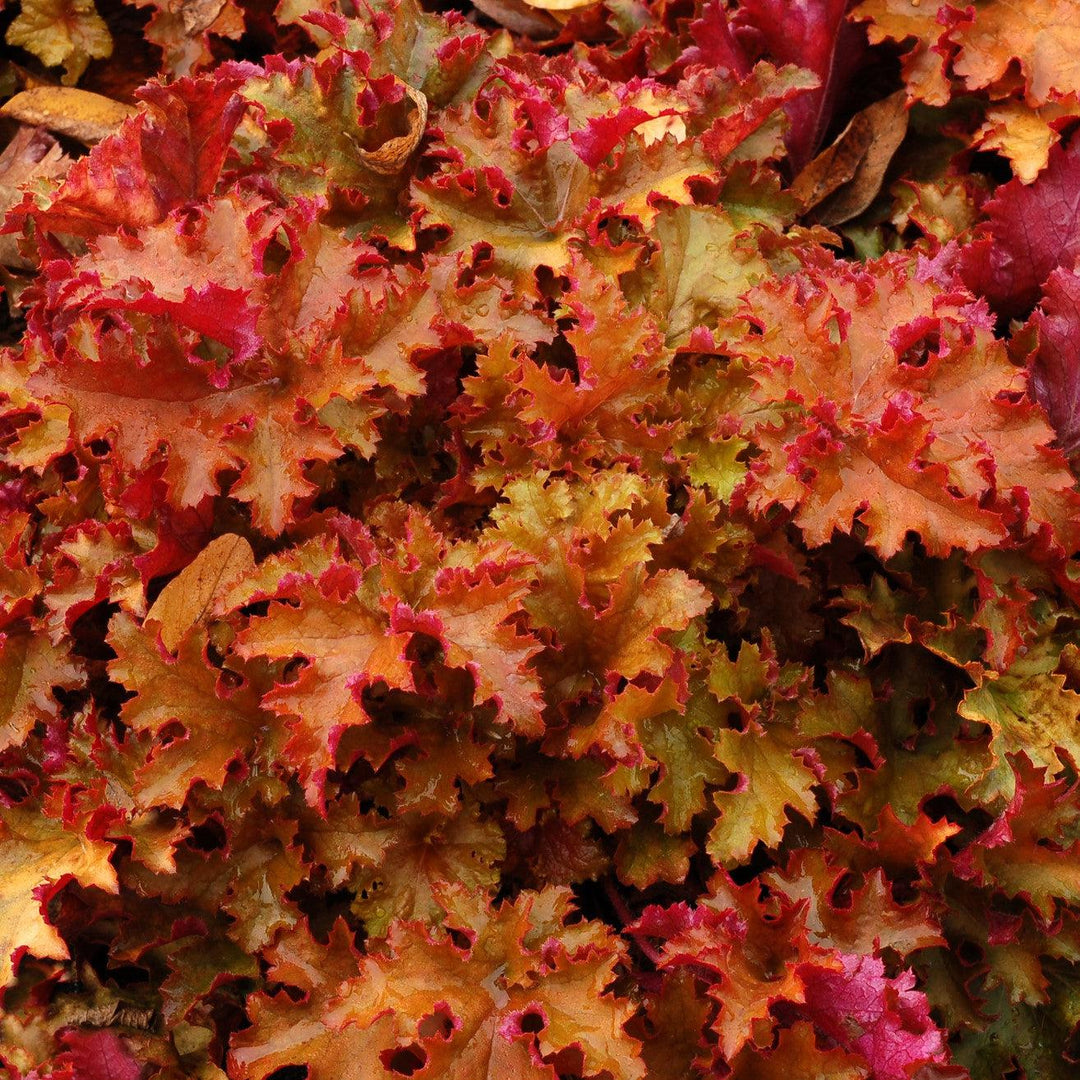 Heuchera 'Zipper' ~ Zipper Heuchera-ServeScape