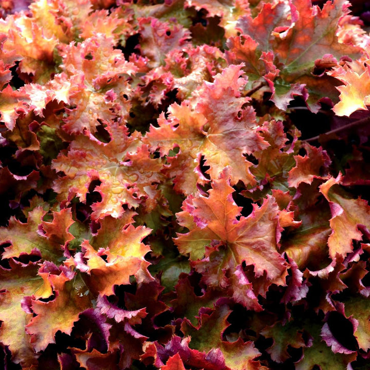 Heuchera 'Zipper' ~ Zipper Heuchera-ServeScape