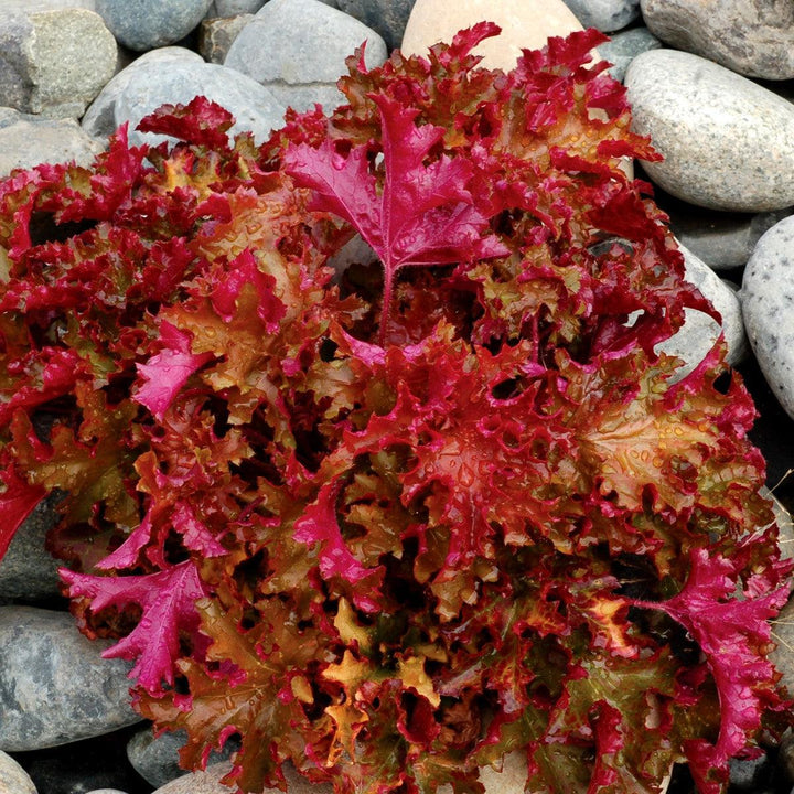 Heuchera 'Zipper' ~ Zipper Heuchera-ServeScape