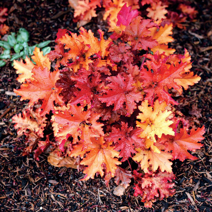 Heuchera 'Zipper' ~ Zipper Heuchera-ServeScape