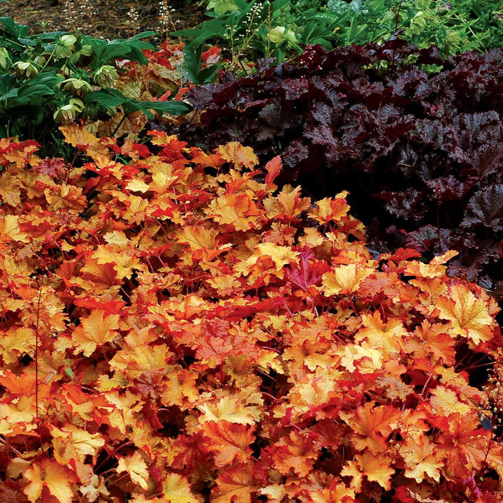 Heuchera 'Zipper' ~ Zipper Heuchera-ServeScape