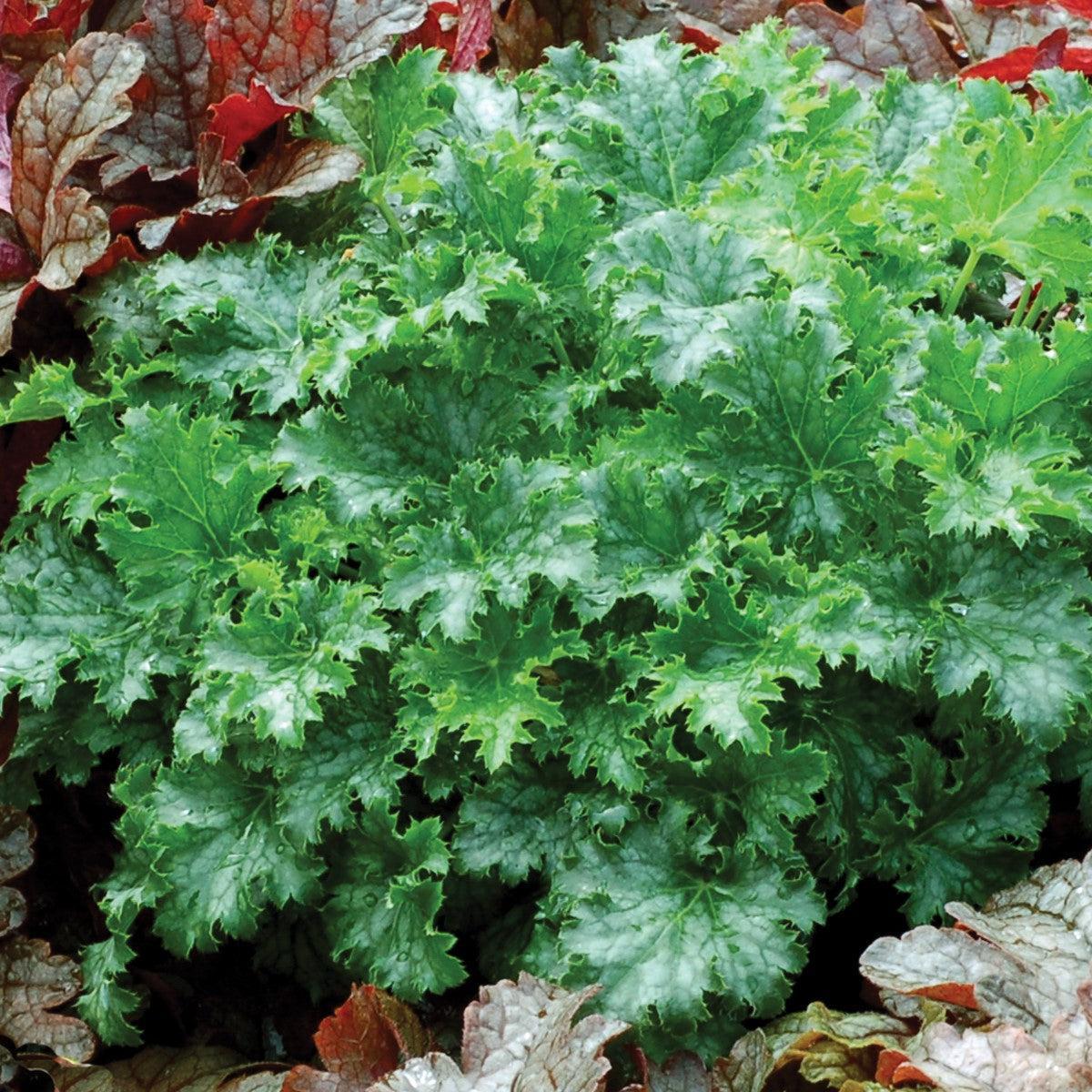 Heuchera x 'Apple Crisp' ~ Apple Crisp Heuchera-ServeScape