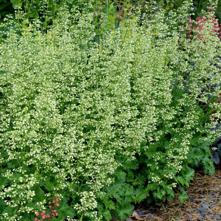 Heuchera x 'Apple Crisp' ~ Apple Crisp Heuchera-ServeScape