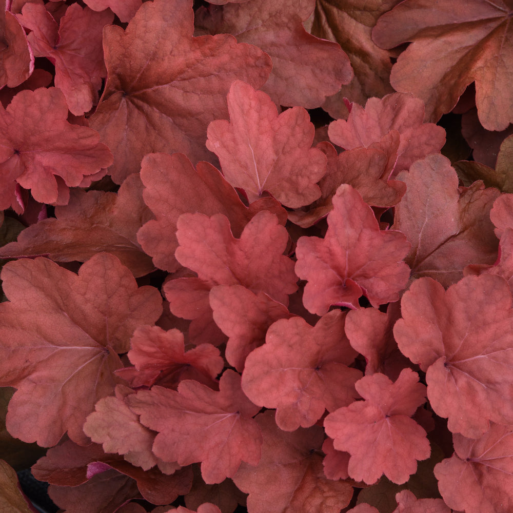 Heuchera x villosa ‘Carnival Cinnamon Stick’ ~ Carnival Cinnamon Stick Coral Bells-ServeScape