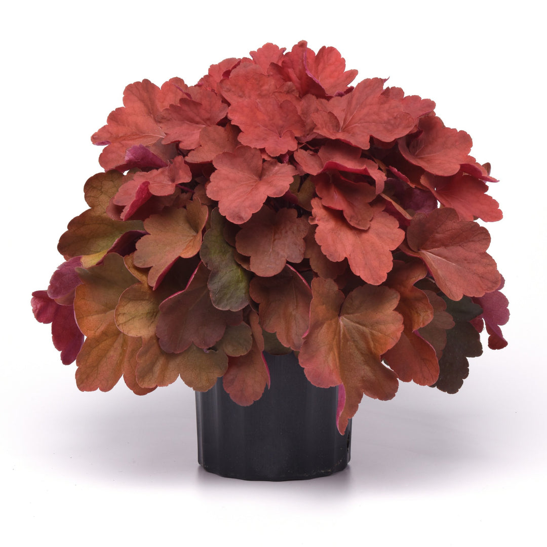 Heuchera x villosa ‘Carnival Cinnamon Stick’ ~ Carnival Cinnamon Stick Coral Bells-ServeScape