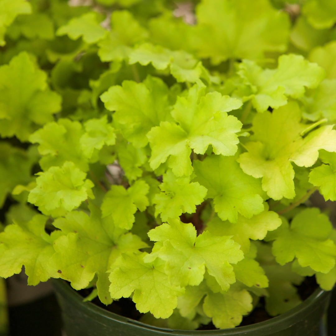 Heuchera ‘Lime Marmalade’ ~ Lime Marmalade Heuchera-ServeScape