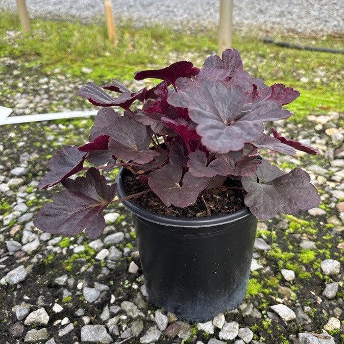 Heuchera 'Obsidian' ~ Obsidian Coral Bells-ServeScape
