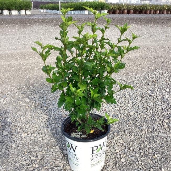 Hibiscus syriacus 'Notwoodtwo' ~ White Chiffon® Rose of Sharon-ServeScape