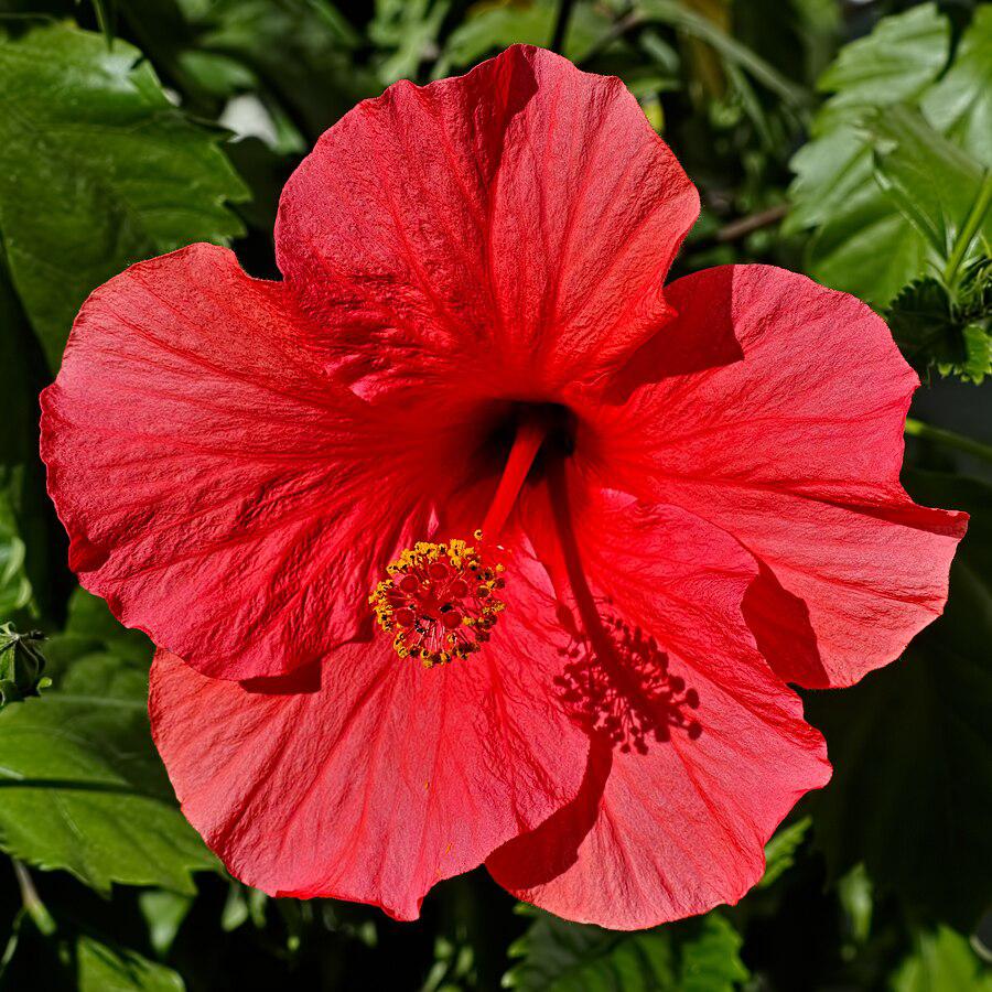 Hibiscus rosa-sinensis 'Brilliant' ~ Monrovia® Brilliant Hibiscus-ServeScape