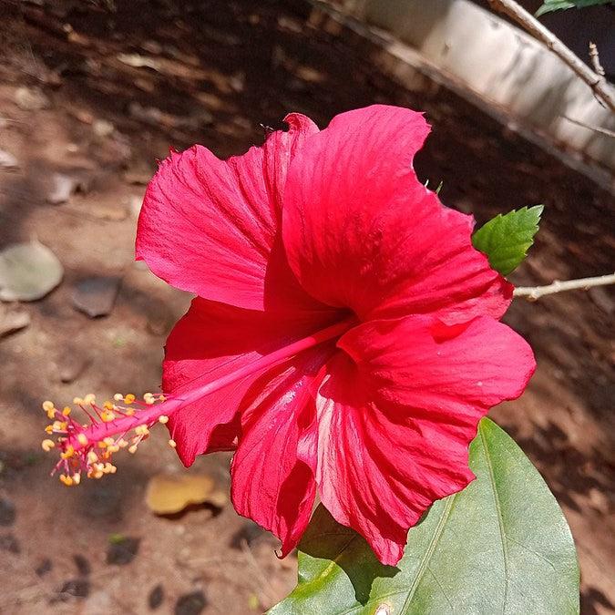 Hibiscus rosa-sinensis 'Brilliant' ~ Monrovia® Brilliant Hibiscus-ServeScape