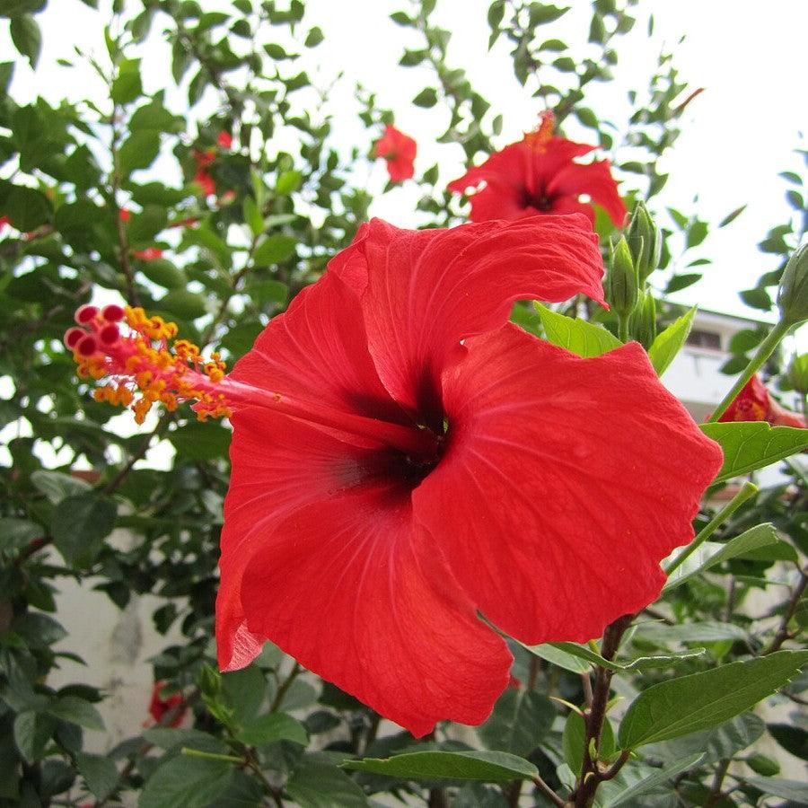Hibiscus rosa-sinensis 'Brilliant' ~ Monrovia® Brilliant Hibiscus-ServeScape