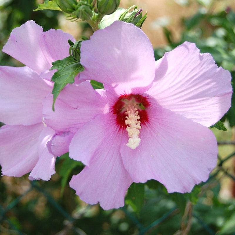 Hibiscus syriacus ~ Althea, Pink-ServeScape