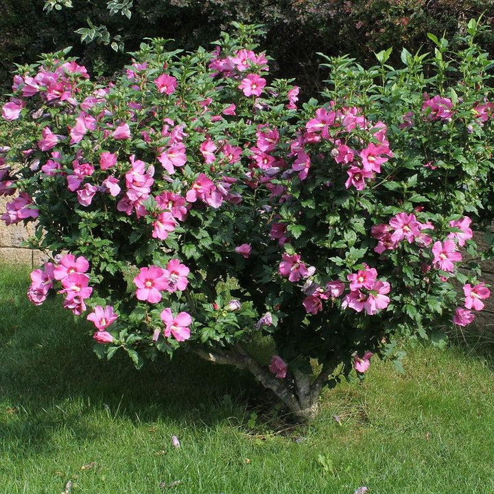 Hibiscus syriacus ~ Althea, Pink-ServeScape