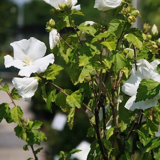 Hibiscus syriacus 'Diana' ~ Diana Hibiscus-ServeScape