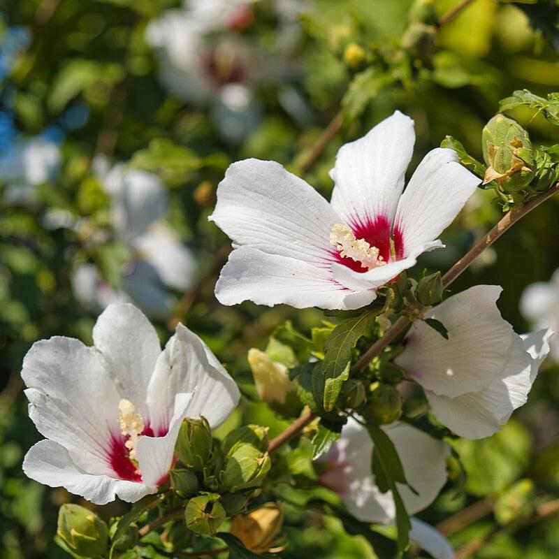 Hibiscus syriacus ~ Althea, White-ServeScape