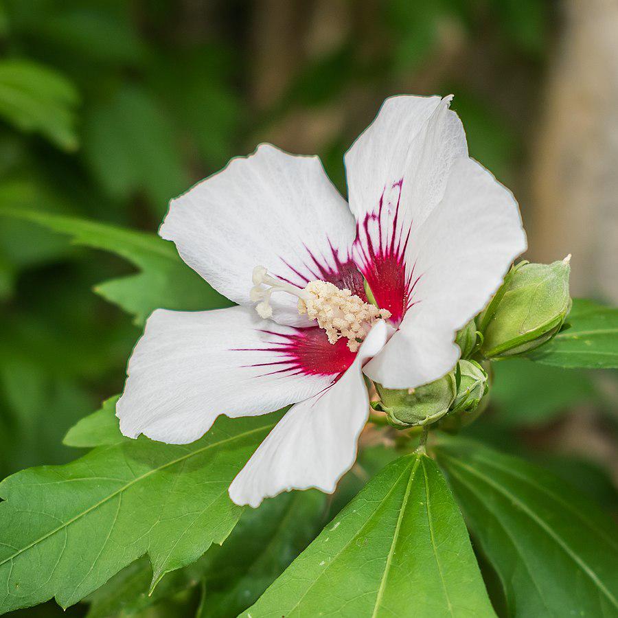 Hibiscus syriacus 'Red Heart' ~ Red Heart Hibiscus-ServeScape