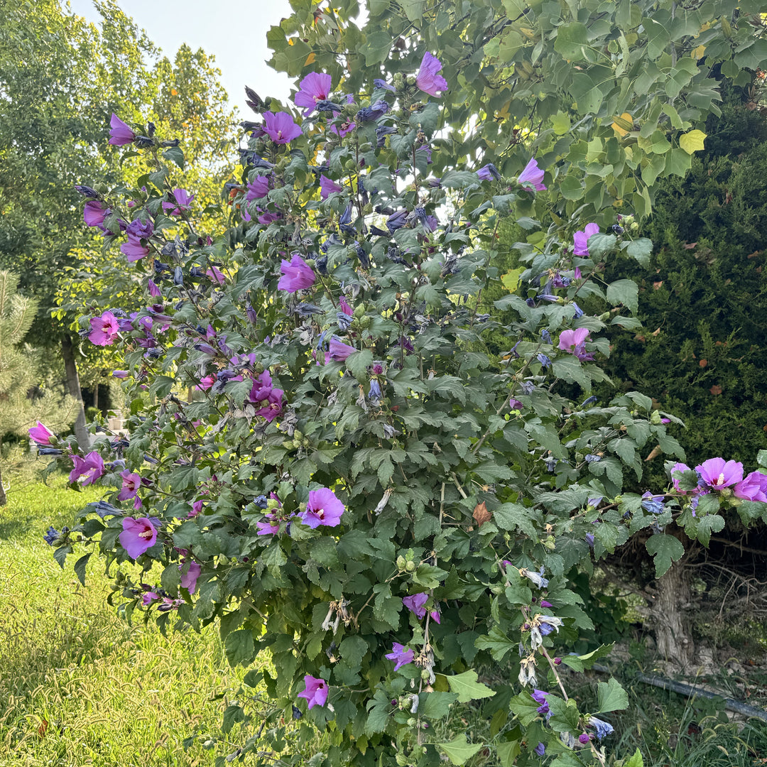 Hibiscus syriacus ~ Althea, Purple-ServeScape