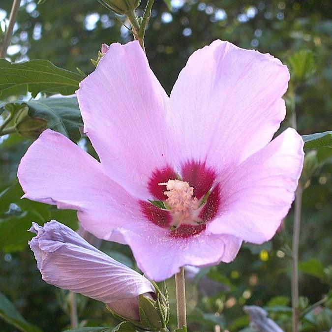 Hibiscus syriacus ~ Althea, Pink-ServeScape
