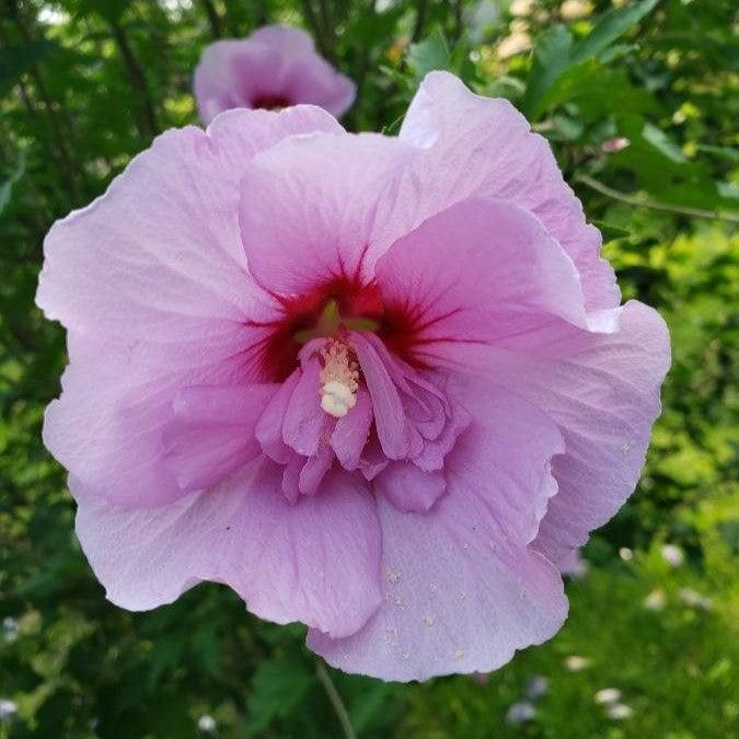 Hibiscus syriacus 'Mineru' ~ Tahiti™ Hibiscus-ServeScape