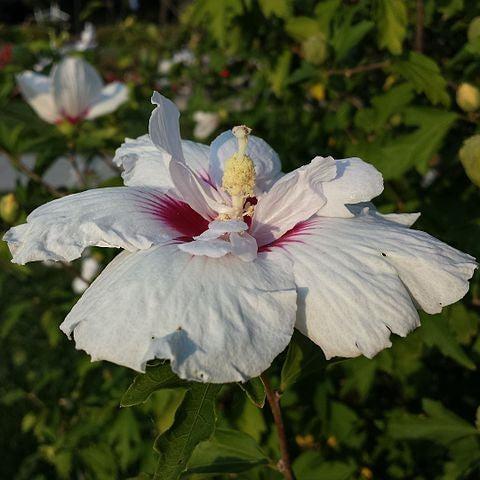 Hibiscus syriacus 'Minspot' ~ Fijii™ Hibiscus-ServeScape