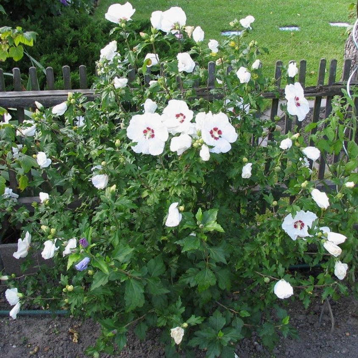 Hibiscus syriacus ~ Althea, White-ServeScape