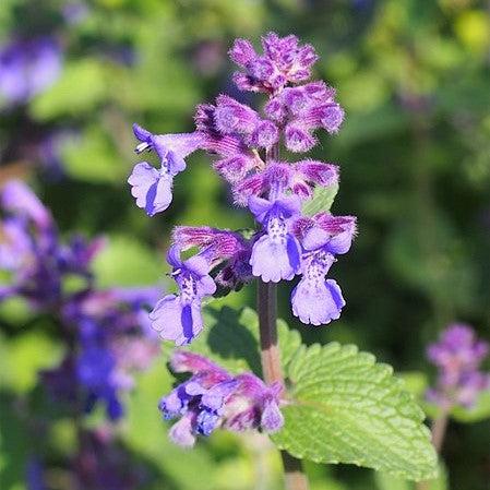Nepeta x faassenii 'Picture Purrfect' ~ Monrovia® Picture Purrfect Catmint-ServeScape