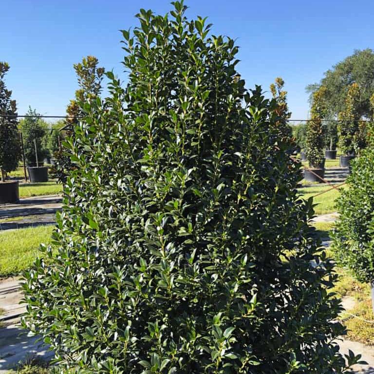 Ilex Hybrid 'ROX' PP37092 ~ Nelliet™ Holly-ServeScape
