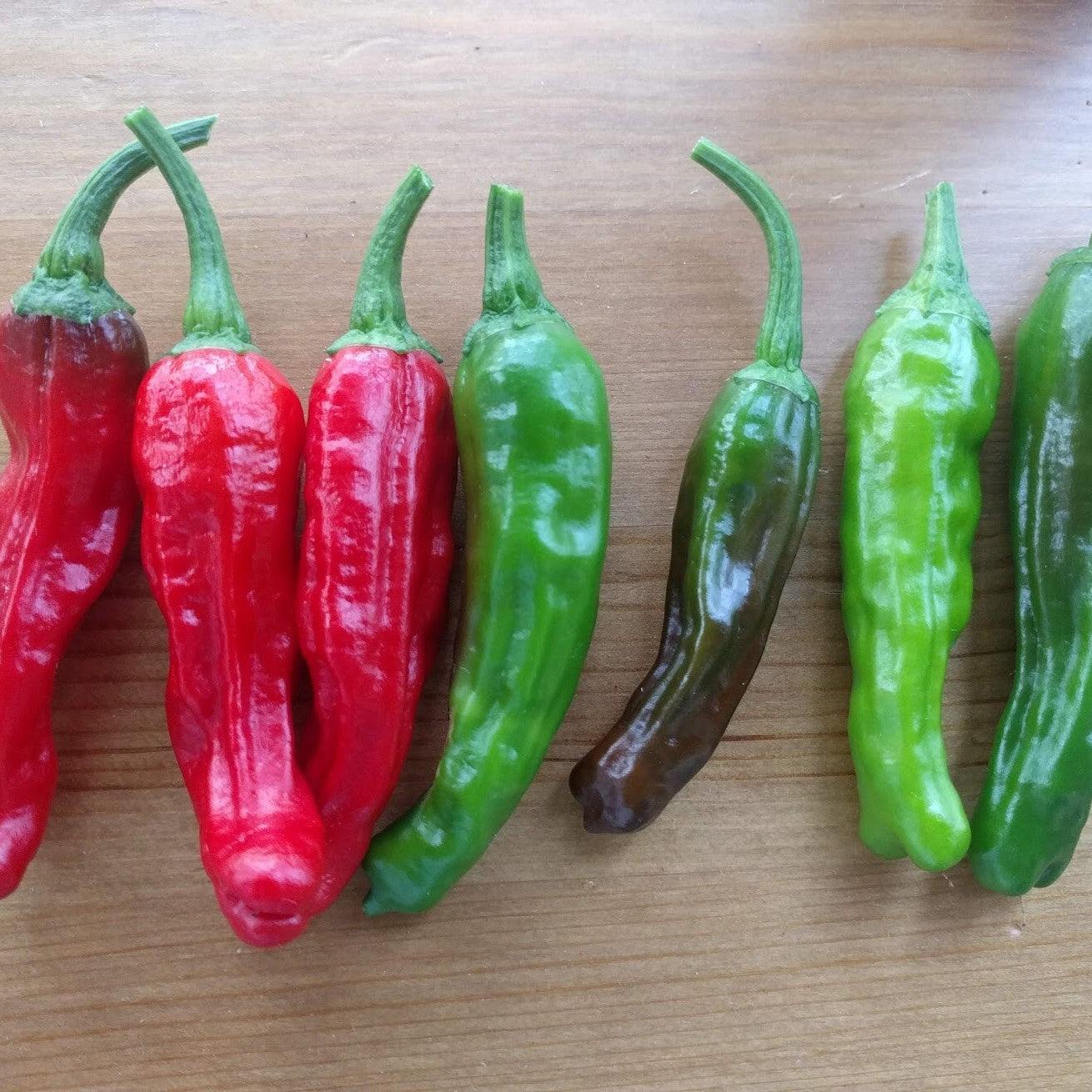 Capsicum annuum 'Shishito' ~ Shishito Sweet Pepper-ServeScape