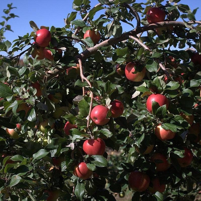 Malus pumila 'Honeycrisp' ~ Honeycrisp Apple-ServeScape