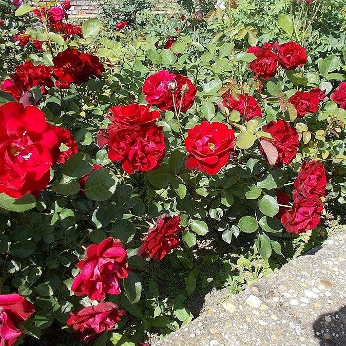 Rosa ‘Meigremlis’ PP25950 ~ It’s a Breeze® Red Rose-ServeScape
