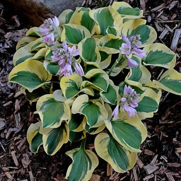 Hosta 'Mini Skirt' PP26743 ~Mini Skirt Hosta-ServeScape