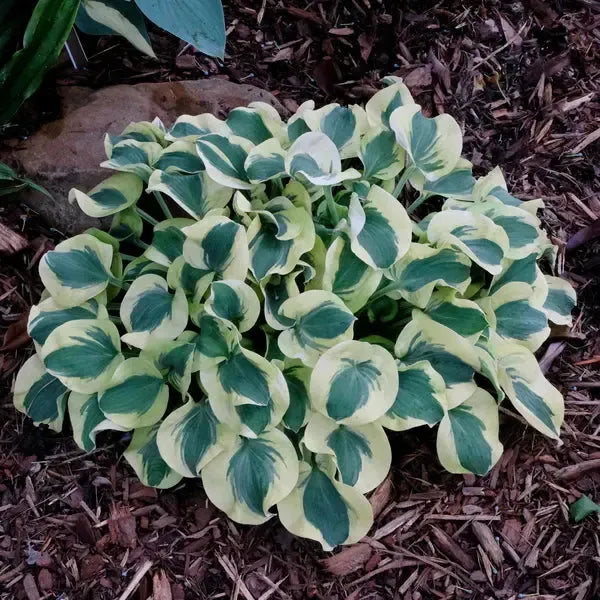 Hosta 'Mini Skirt' PP26743 ~Mini Skirt Hosta-ServeScape