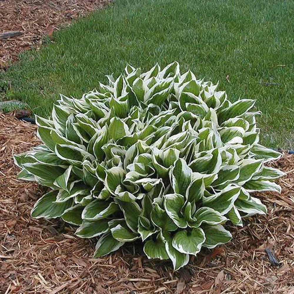 Hosta 'Mediovariegata' ~ Mediovariegata Hosta-ServeScape