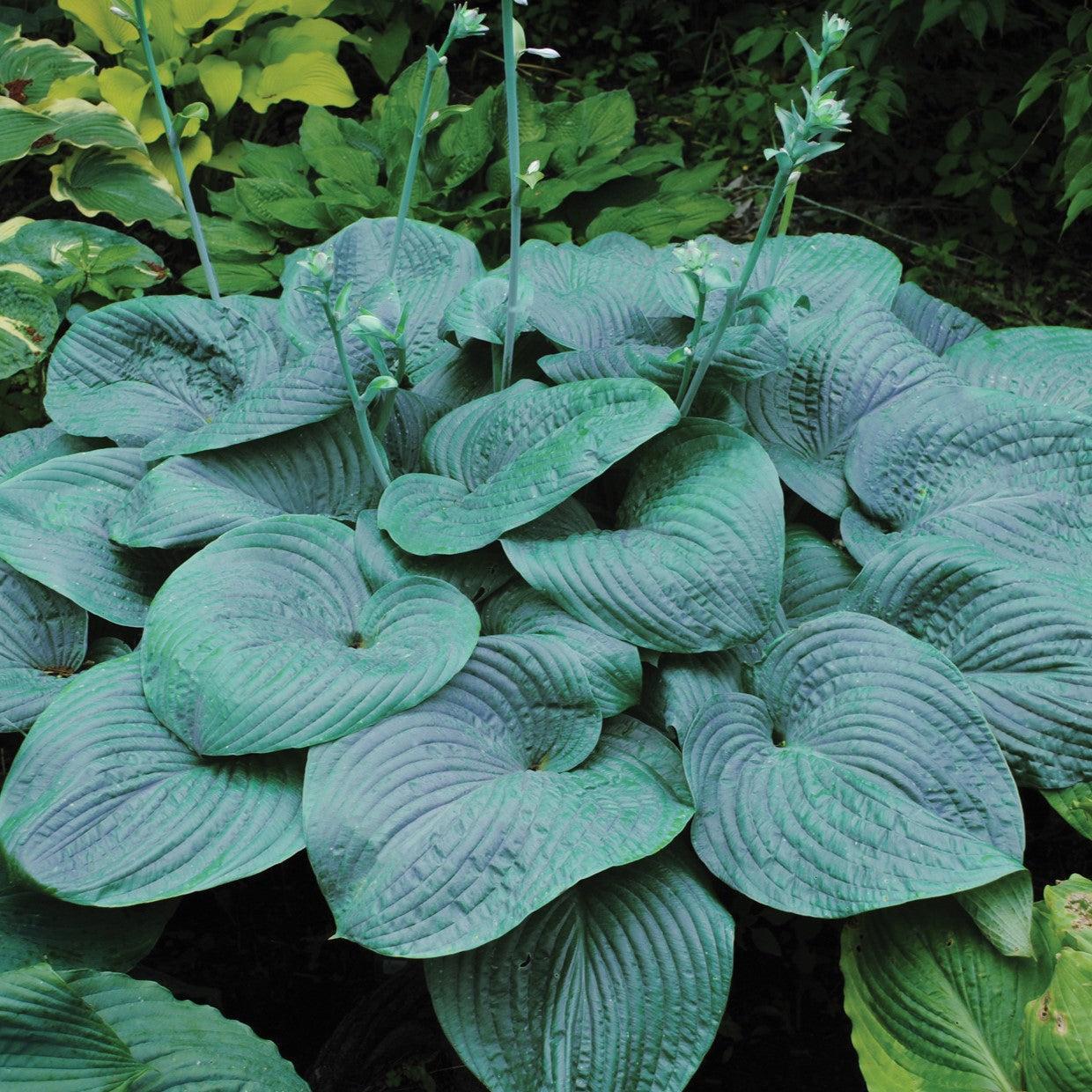 Hosta 'Humpback Whale' ~ Humpback Whale Hosta-ServeScape