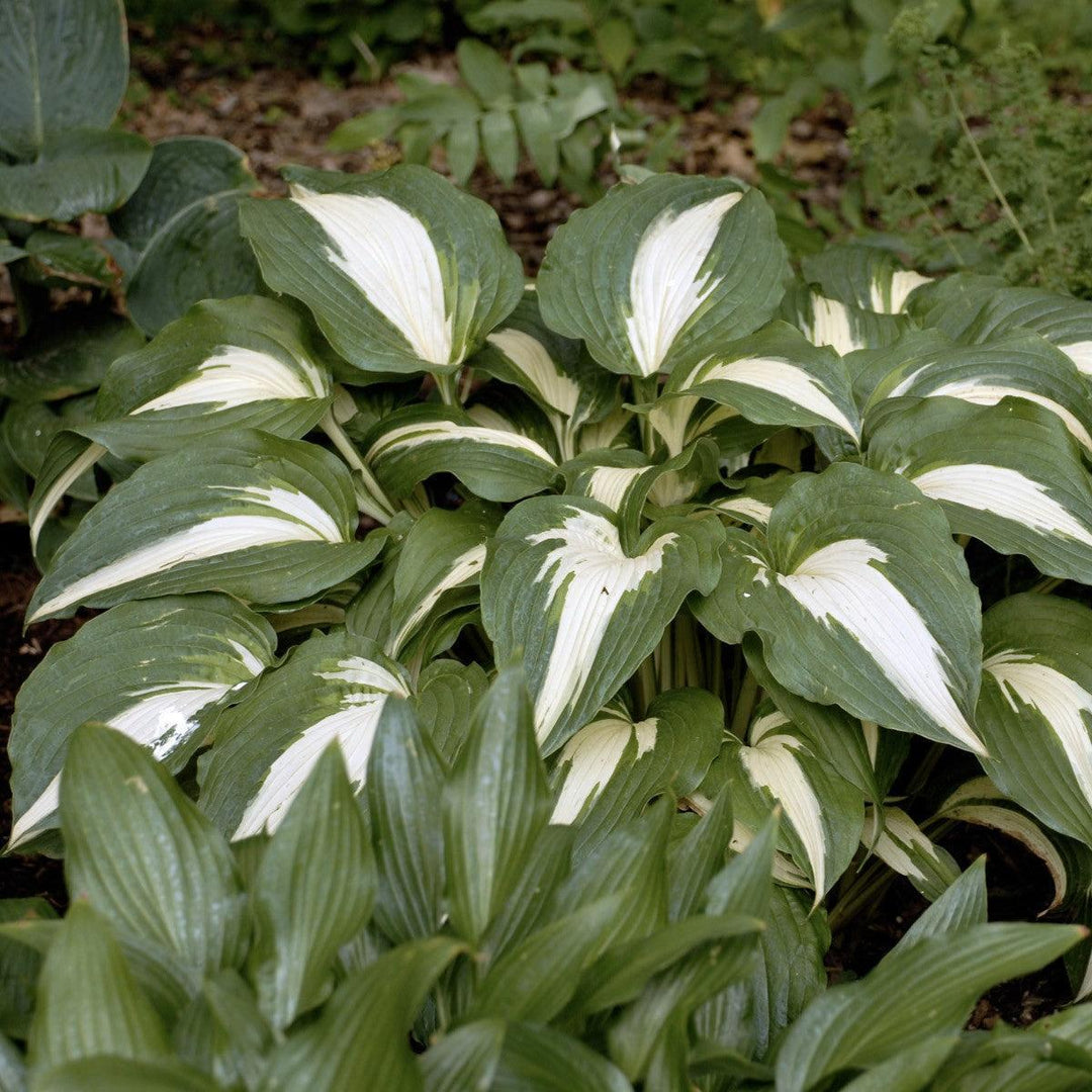 Hosta 'Night Before Christmas' ~ Night Before Christmas Hosta-ServeScape