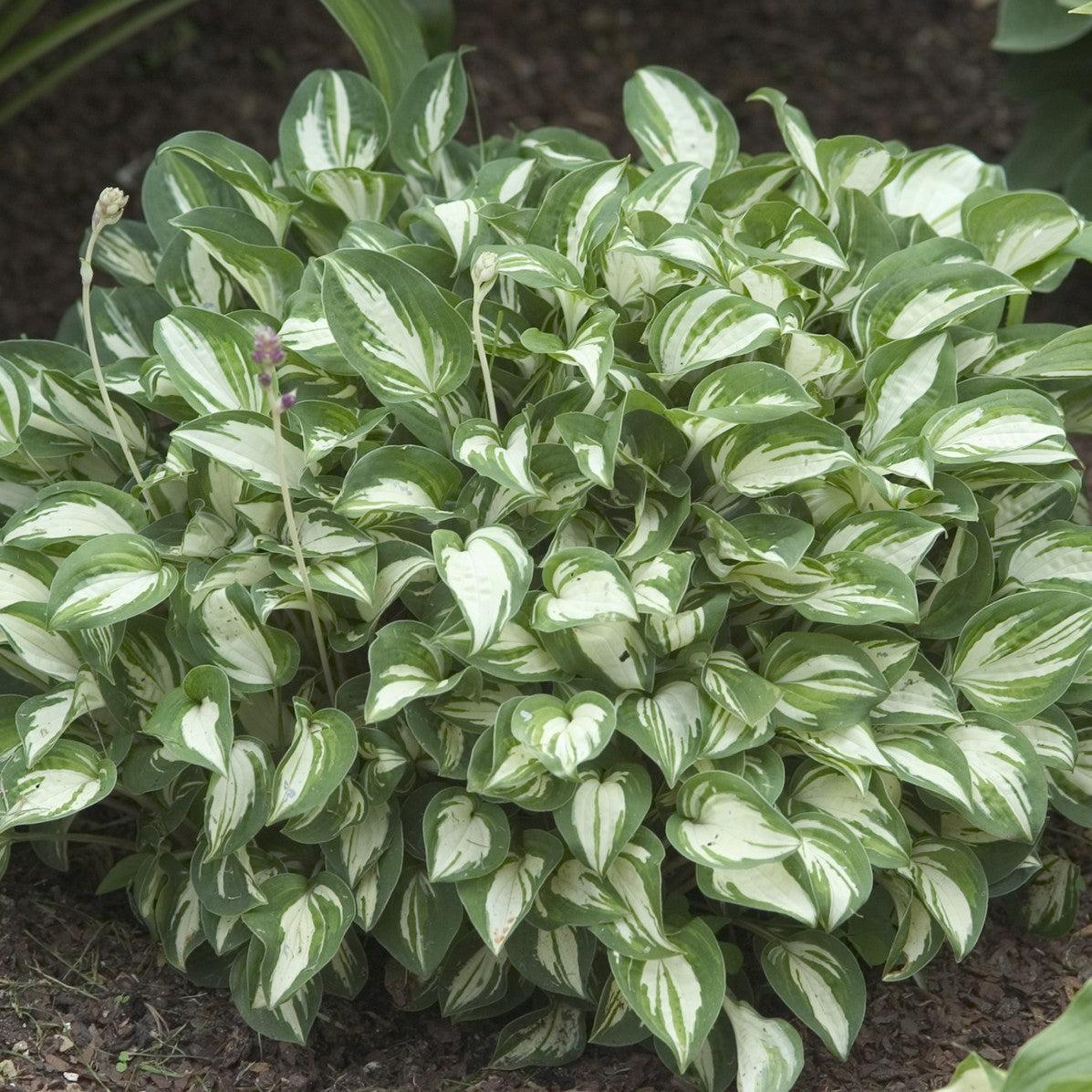 Hosta 'Pandora's Box' ~ Pandora's Belt Hosta-ServeScape
